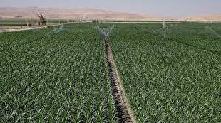 Iran to deploy mapping system to monitor key crop cultivation area